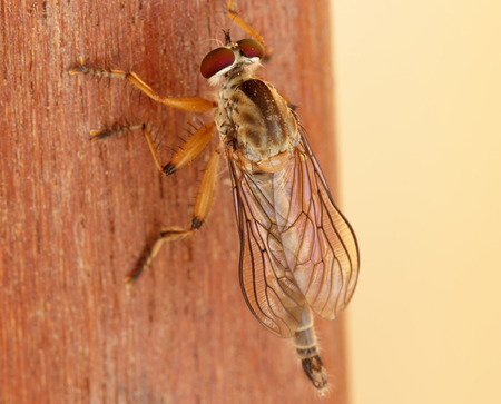Robberfly resting on a woodの写真素材
