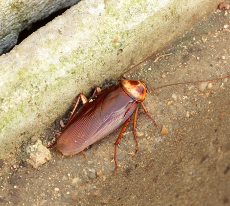 Brown Cockroach on the cement floor