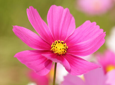 cosmos flower in a gardenの写真素材
