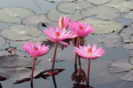 Close Up Shot of Pink Petal Lotus in the Poolの写真素材