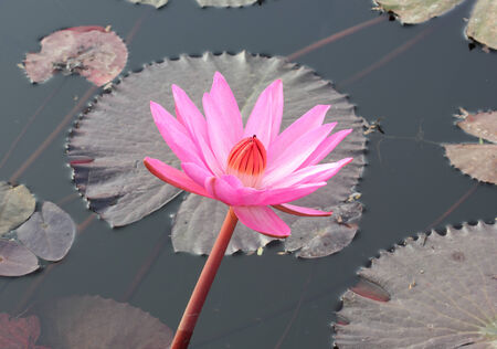 Close Up Shot of Pink Petal Lotus in the Poolの写真素材