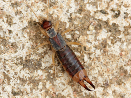Earwigs on concrete, macro photoの写真素材