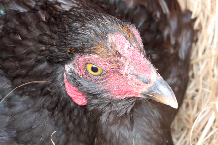 Hen laying eggs in its nestの写真素材