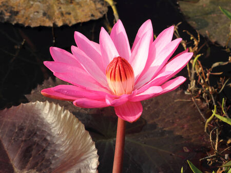 Close Up Shot of Pink Petal Lotusの写真素材