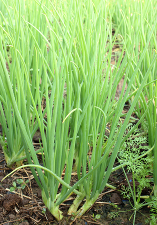 green onions  in the gardenの写真素材