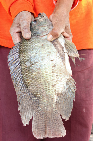 A Tilapia fish in handの写真素材