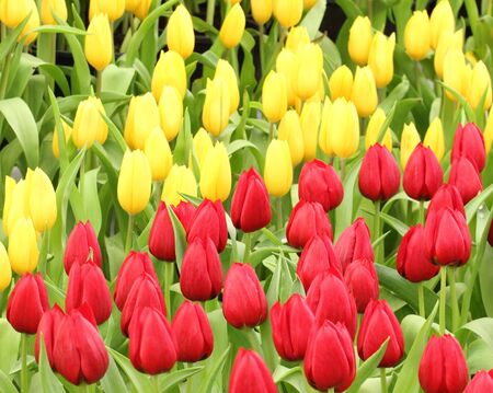 colorful tulips, tulips in gardenの写真素材