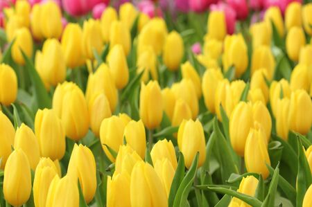 colorful tulips, tulips in gardenの写真素材