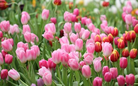 colorful tulips, tulips in gardenの写真素材