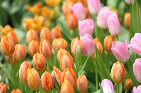 colorful tulips, tulips in gardenの写真素材