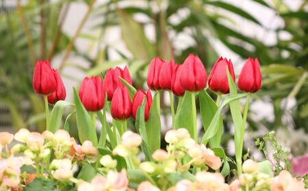 colorful tulips, tulips in gardenの写真素材