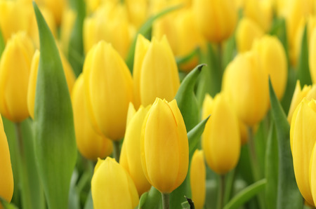 colorful tulips, tulips in gardenの写真素材