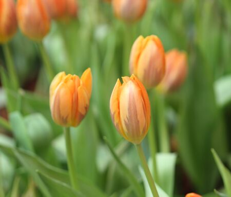 colorful tulips, tulips in gardenの写真素材