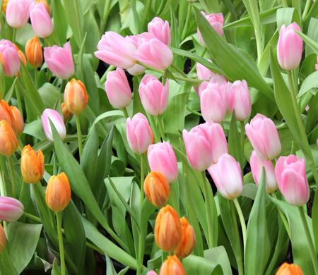 colorful tulips, tulips in gardenの写真素材