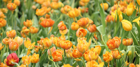 colorful tulips, tulips in gardenの写真素材