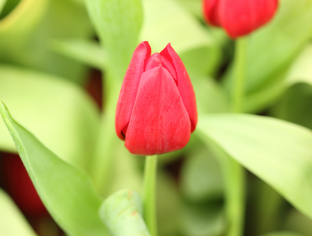 colorful tulips, tulips in gardenの写真素材