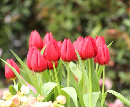 colorful tulips, tulips in gardenの写真素材