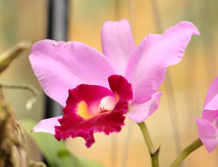 Beautiful pink Orchid in Thailandの写真素材