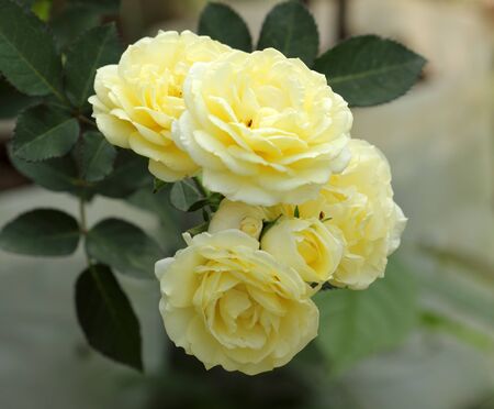 yellow roses flower in the gardenの写真素材