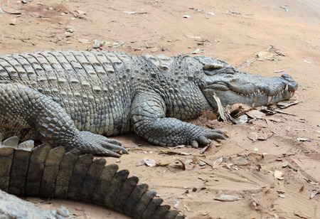 Crocodile in zoo, Crocodile in Thailandの写真素材