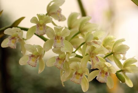 A Beautiful Orchid in Thailandの写真素材