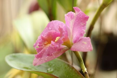 Beautiful pink Orchid in Thailandの写真素材