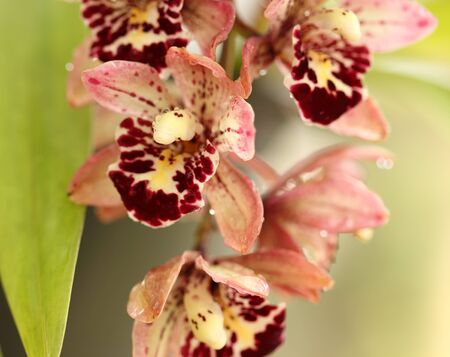 A Beautiful Orchid in Thailandの写真素材