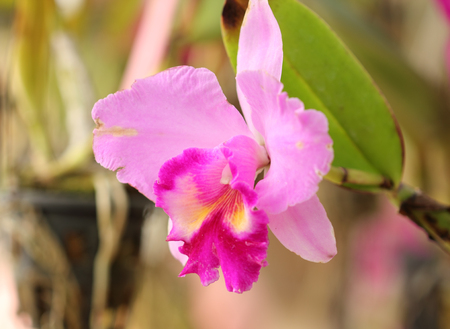 Beautiful pink Orchid in Thailandの写真素材
