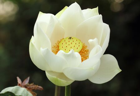 White lotus  and green leavesの写真素材
