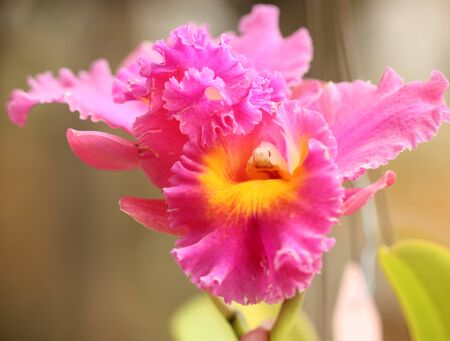 Beautiful pink Orchid in Thailandの写真素材