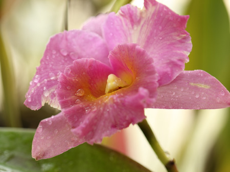 Beautiful pink Orchid in Thailandの写真素材
