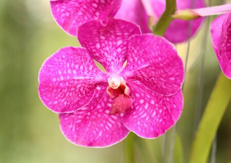 Beautiful pink Orchid in Thailandの写真素材
