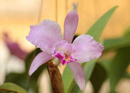 Beautiful pink Orchid in Thailandの写真素材