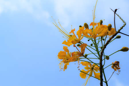 Yellow Peacock flowers in garden at noonの写真素材