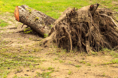 Root in the Garden at noon in the parkの写真素材