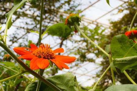 The Orange Zinnia in the park of butterflyの写真素材