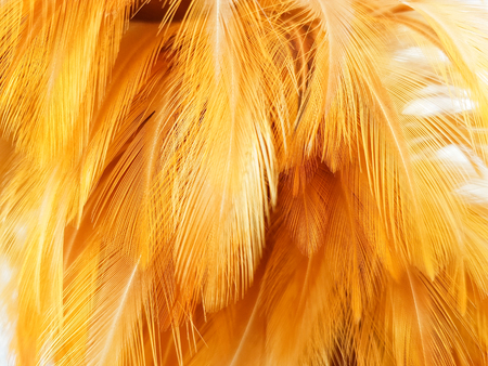 Chicken feather bloomの写真素材