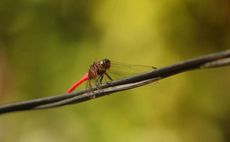 Sri Lanka Dragonflyの写真素材
