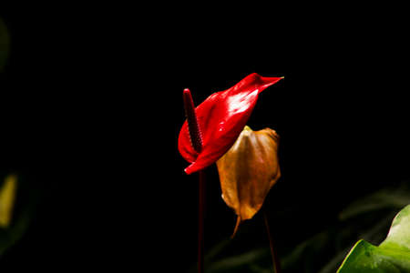 red anthurium