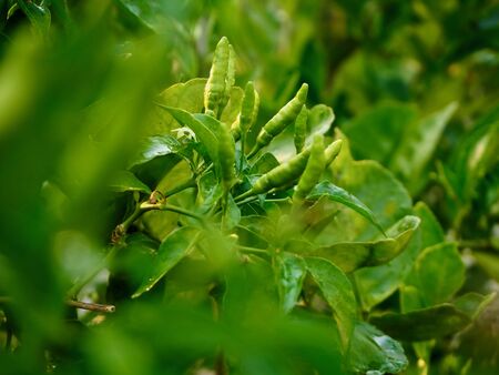 Fresh chilli from the garden , Vegetable Is an ingredient in spicy food.の写真素材