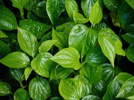 Piper Sarmentosum or Chaplo is an herb that can be used for cooking food.  Vegetable garden.の写真素材