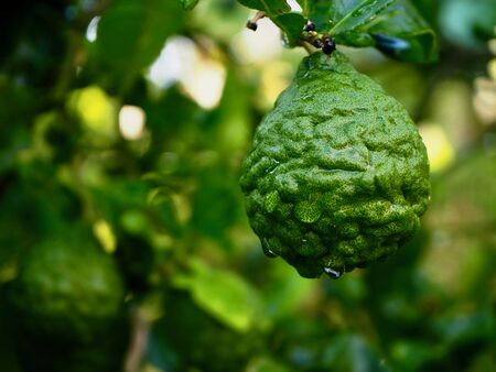 Fresh bergamot fruits on the tree. Can be used for cooking.Bergamot with water droplets.