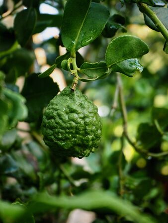 Fresh bergamot fruits on the tree. Can be used for cooking.Bergamot with water droplets.の写真素材