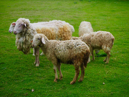 Sheep on the farm meadow.の写真素材