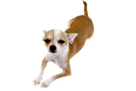 Chihuahua Dog on white backgroundの写真素材
