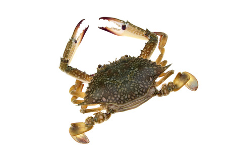 Big Crab isolatedの写真素材