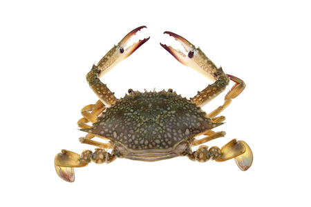 Big Crab on white backgroundの写真素材