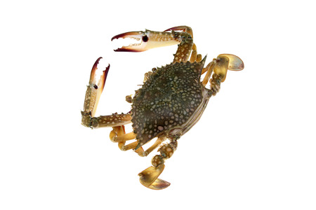 Big Crab isolatedの写真素材
