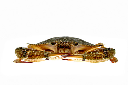 Big Crab isolatedの写真素材