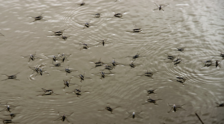 Skaters lot on the water surface in the lake.の写真素材